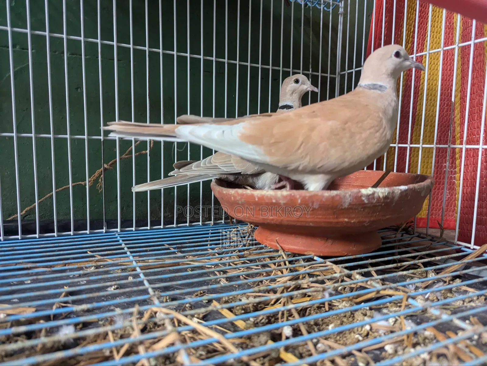 Dove Bird (Adult Pair)