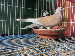 Dove Bird (Adult Pair)