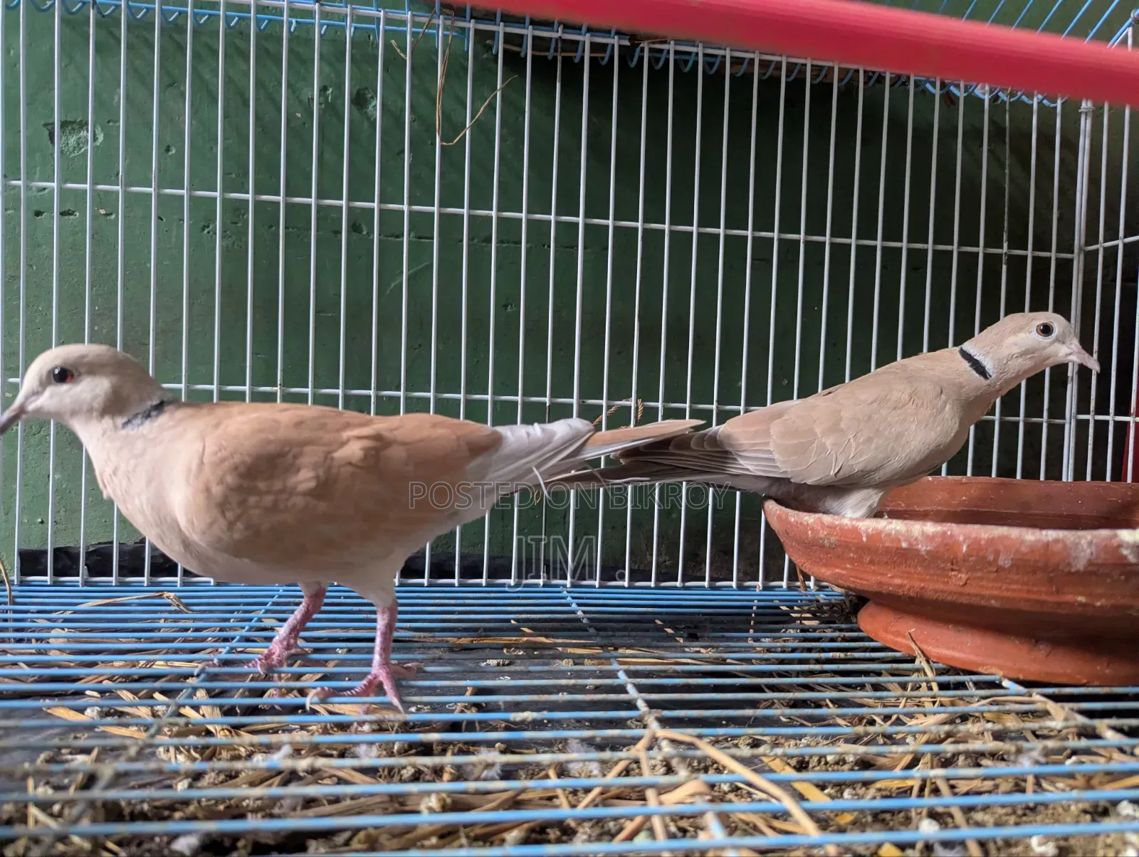 Dove Bird (Adult Pair)