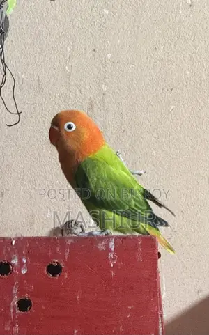 গ্রিন অপালিন ফিশার