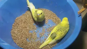 বাজরিগার বেবি