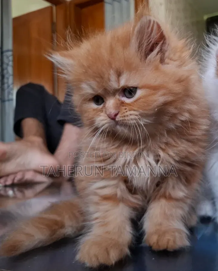 1-3 months Female Purebred Persian