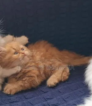 1-3 months Female Purebred Persian