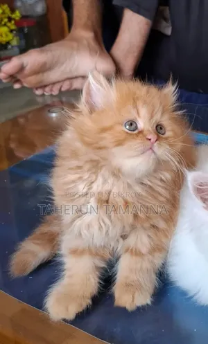 1-3 months Female Purebred Persian