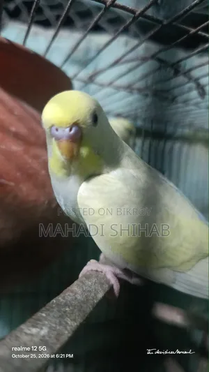 বাজরিগার পাখি