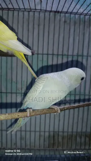 বাজরিগার পাখি