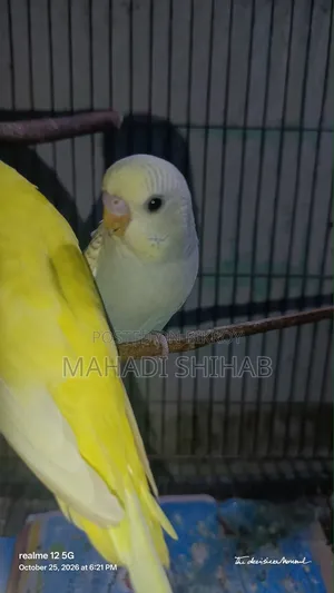 বাজরিগার পাখি