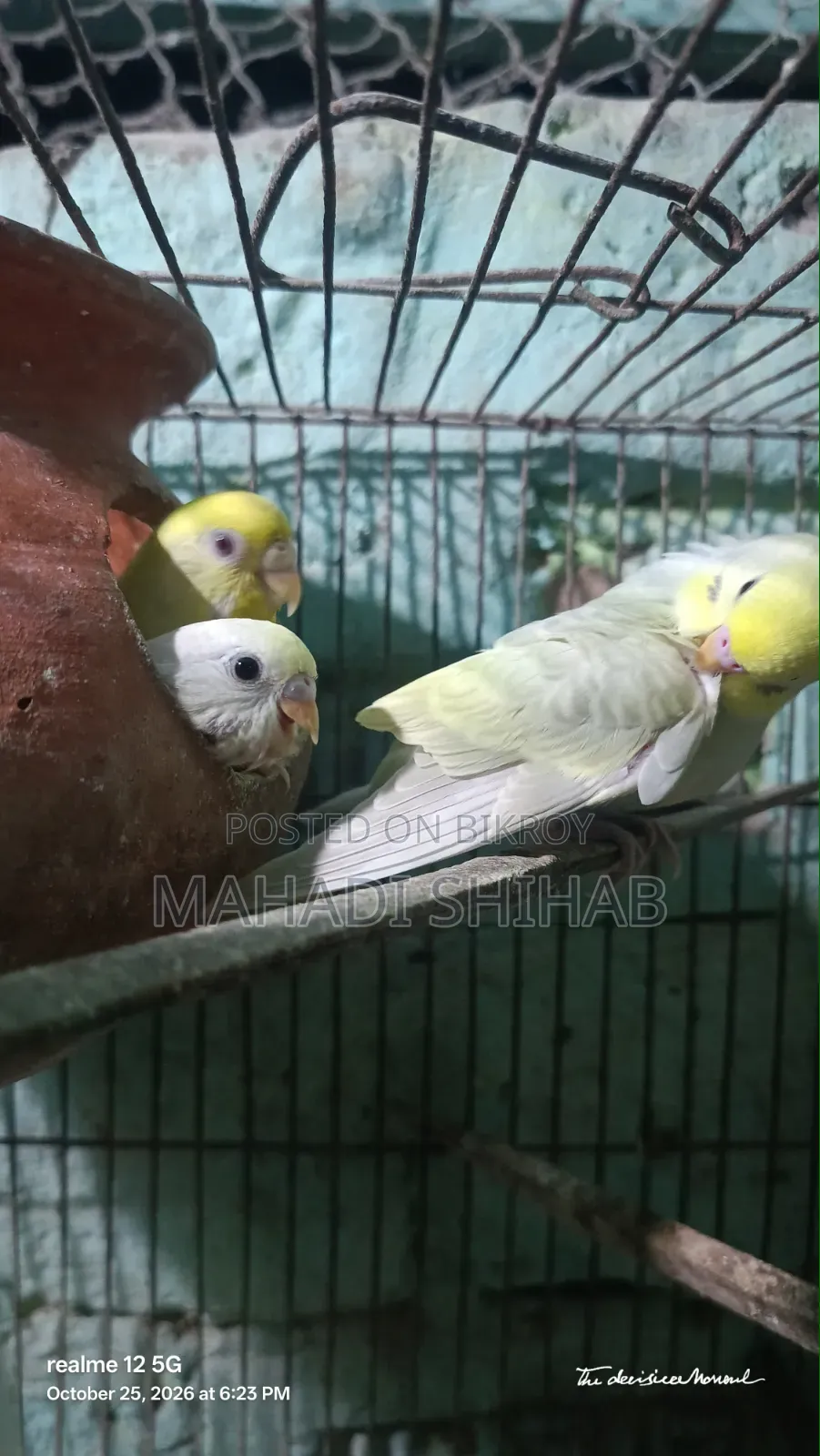 বাজরিগার পাখি