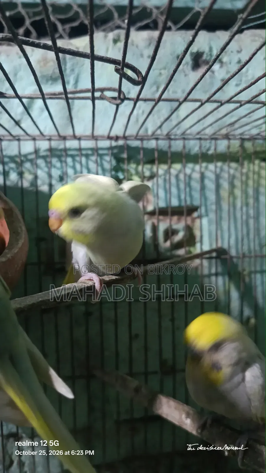 বাজরিগার পাখি