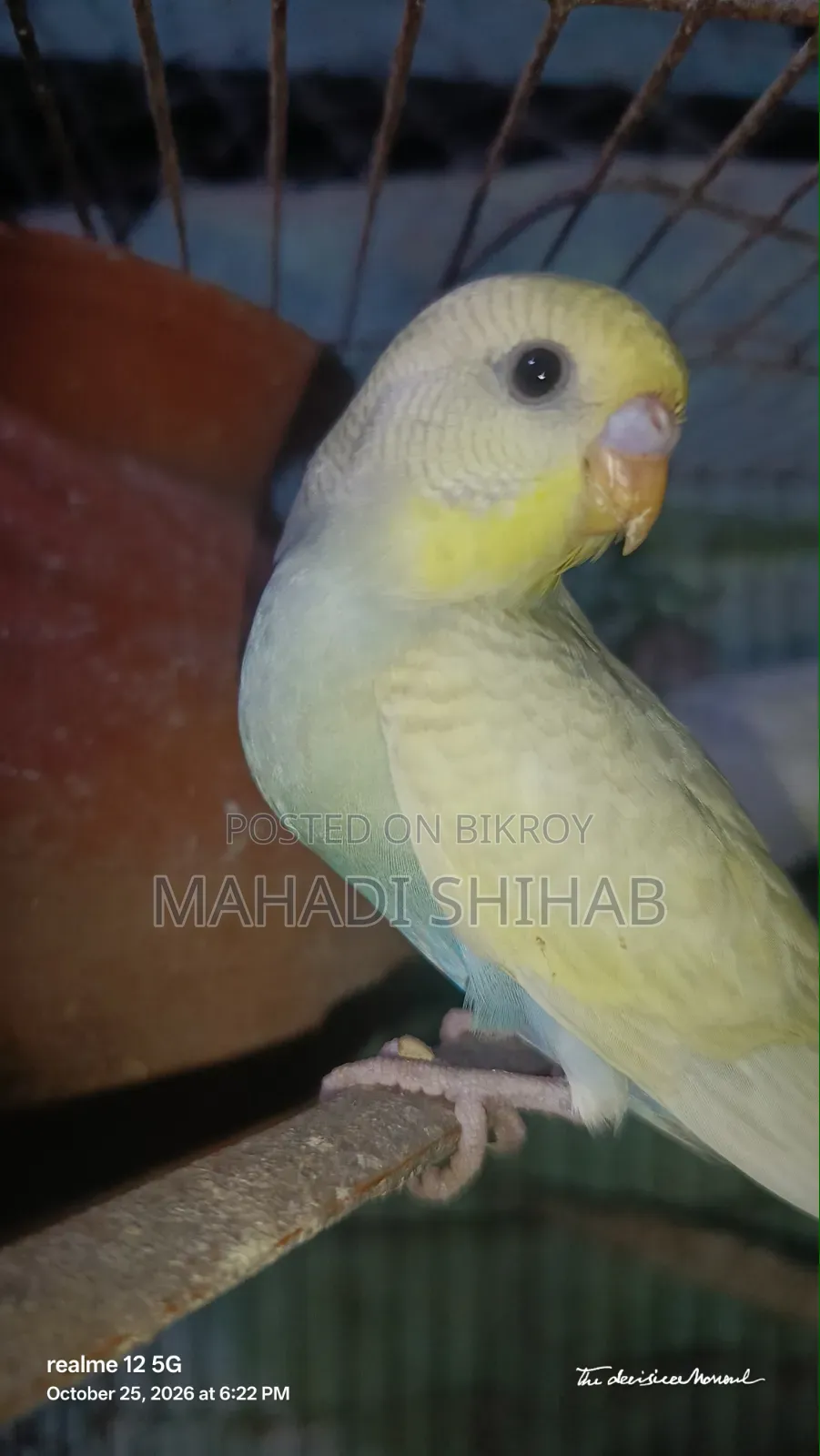 বাজরিগার পাখি