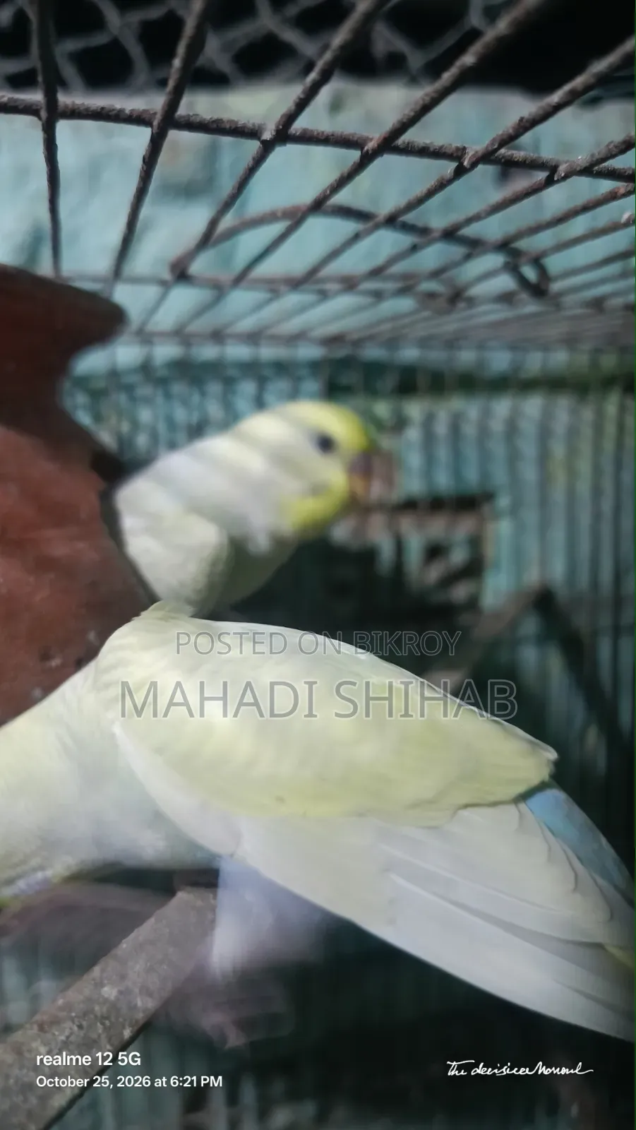 বাজরিগার পাখি