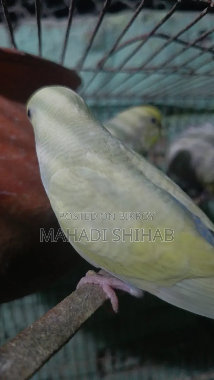 বাজরিগার পাখি