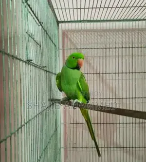 টিয়া পাখি