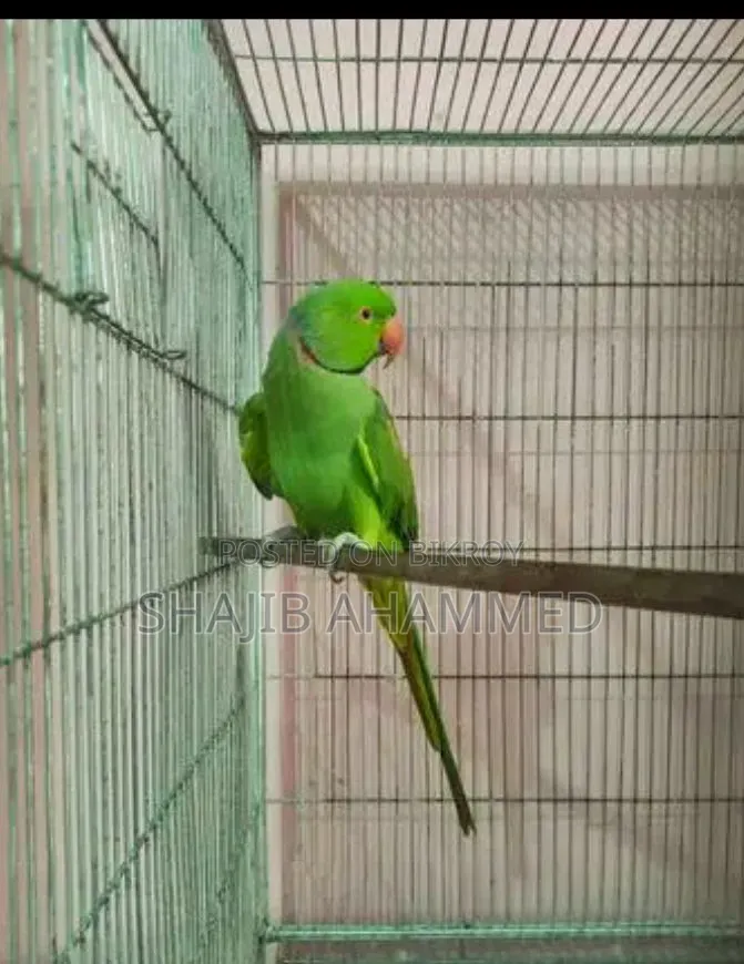 টিয়া পাখি