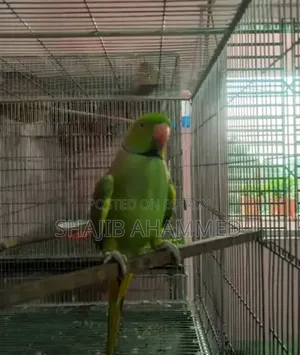টিয়া পাখি