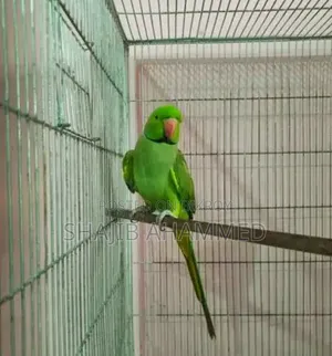 টিয়া পাখি
