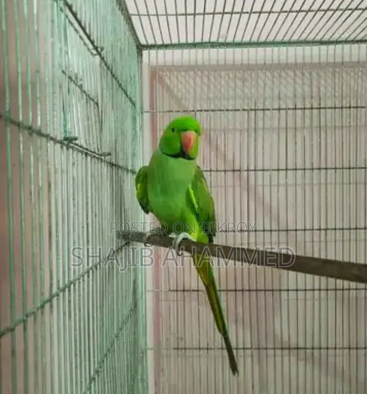 টিয়া পাখি