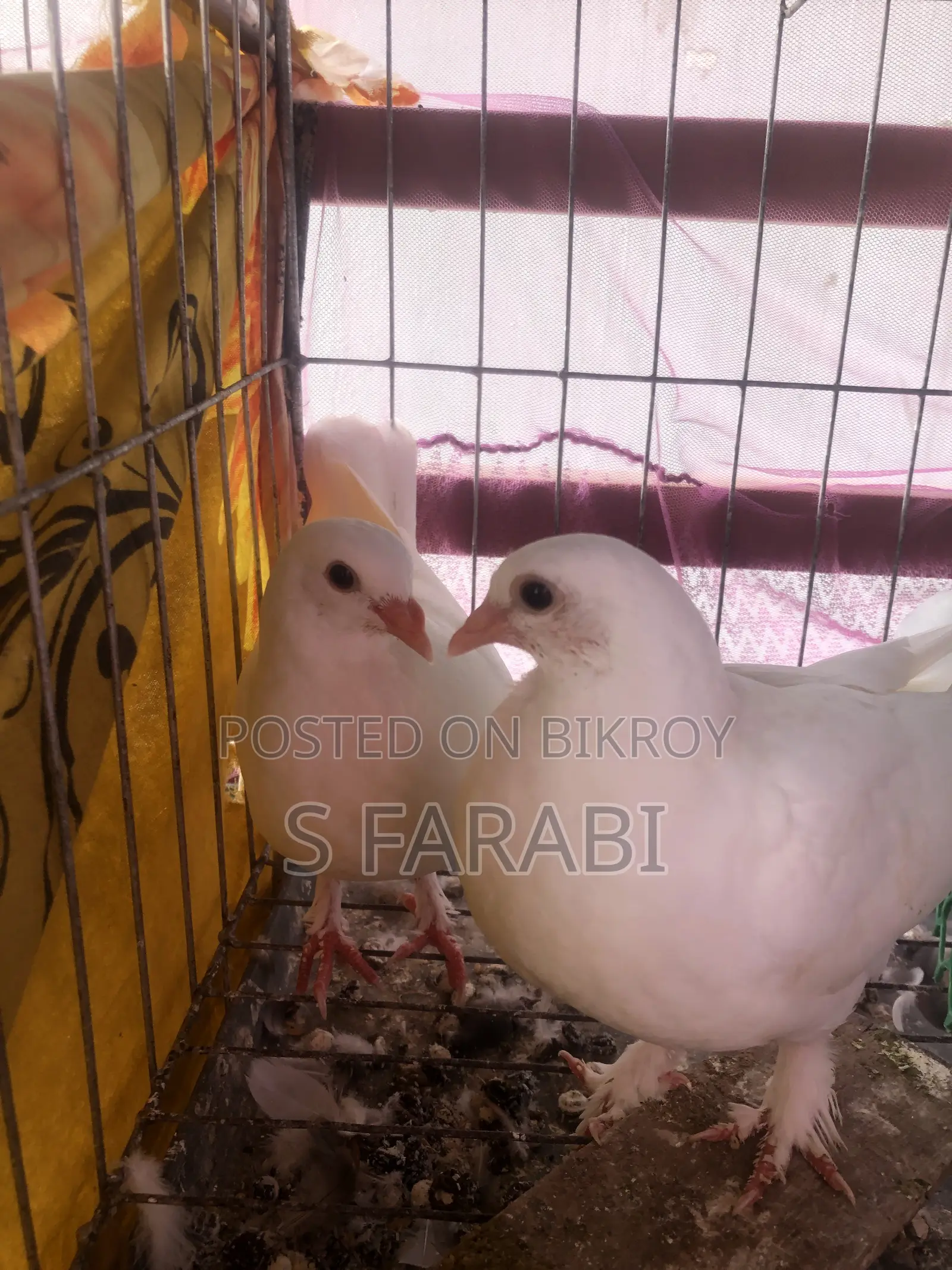 কাগজি কবুতর