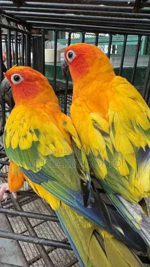 সান কুনুর জোড়া