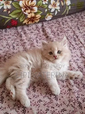 ১-৩ মাসের মেল পিউরব্রেড পার্সিয়ান