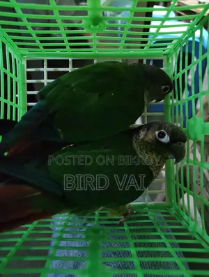 Running Green Cheek Conure