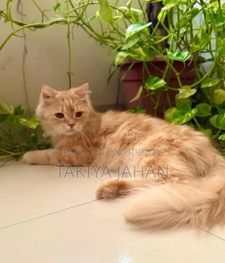 6-12 months Male Purebred Persian