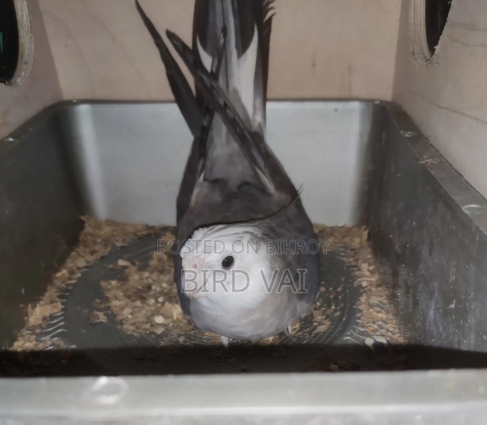 Running Cockatiel