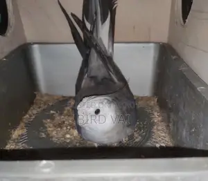 Running Cockatiel