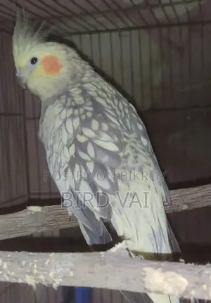 Running Cockatiel