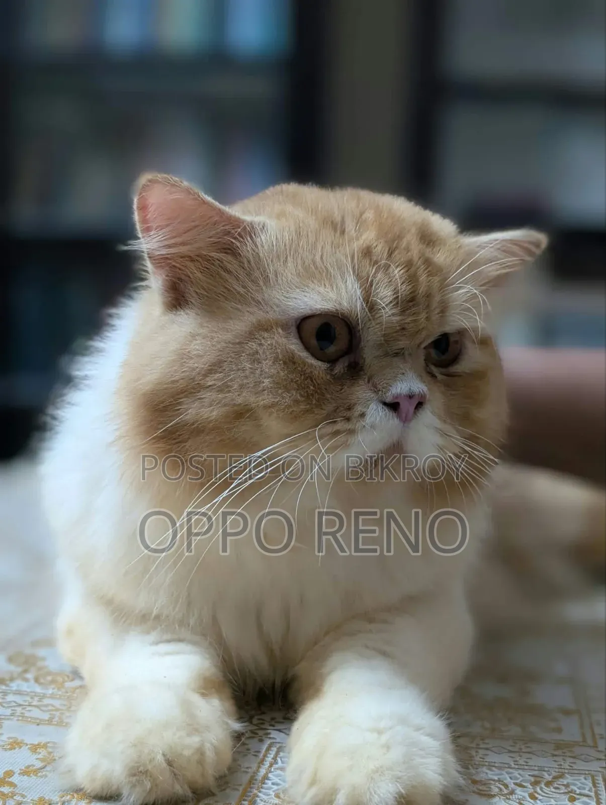 1+ year Male Mixed Breed Persian