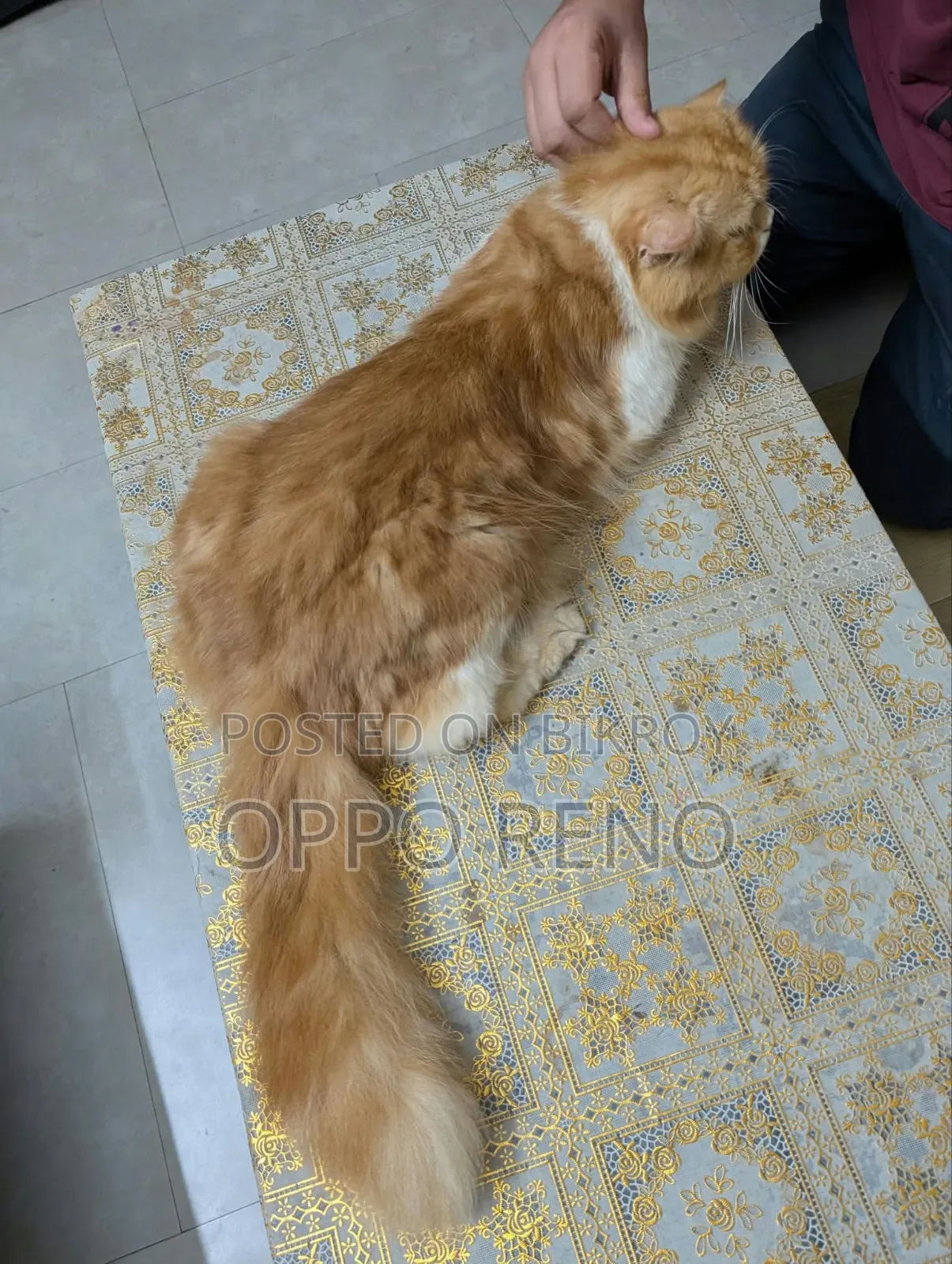 1+ year Male Mixed Breed Persian