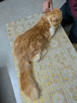 1+ year Male Mixed Breed Persian