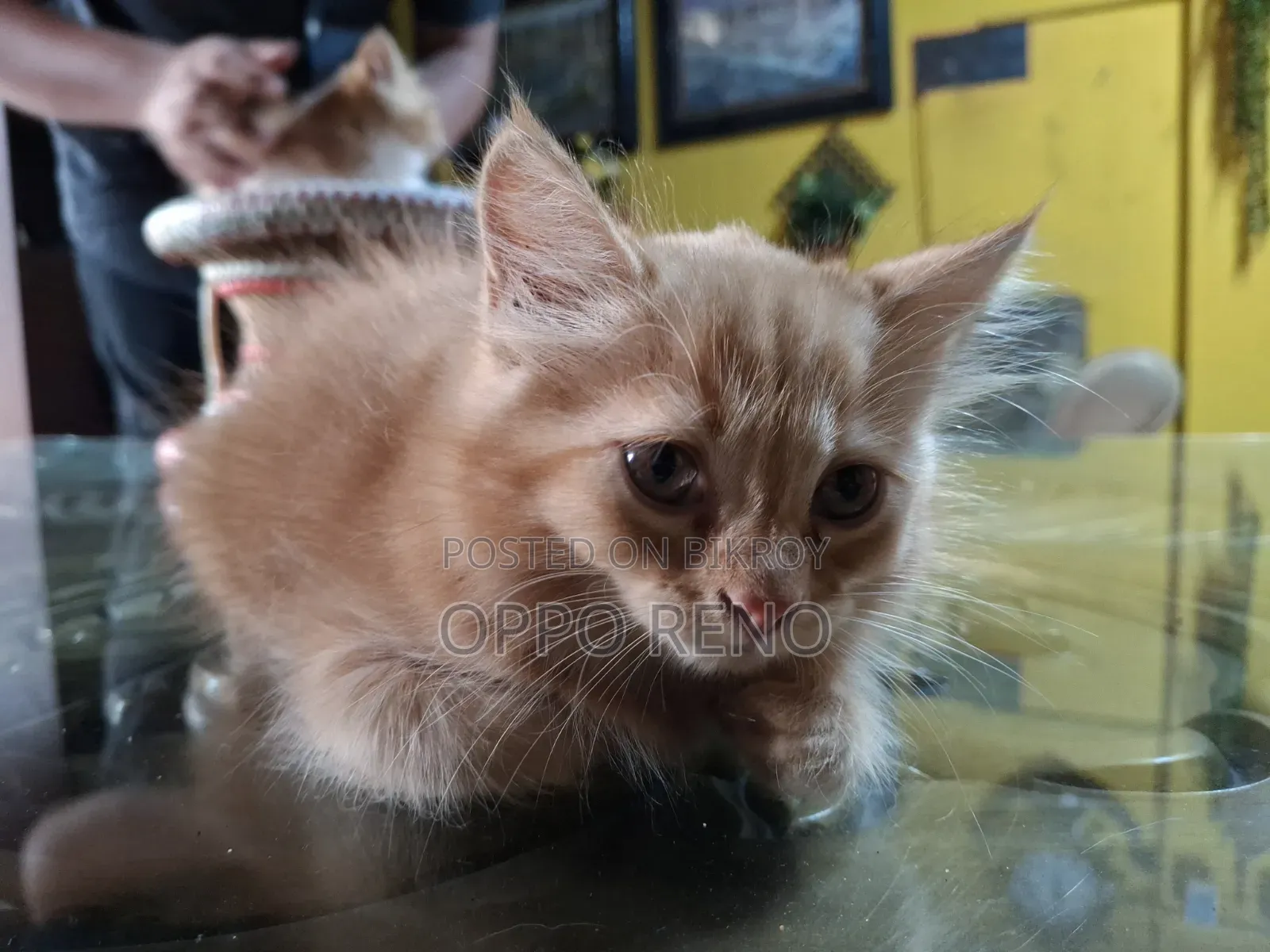 1+ year Male Mixed Breed Persian