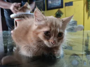 1+ year Male Mixed Breed Persian