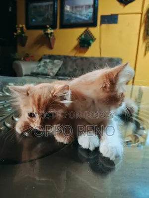 1+ year Male Mixed Breed Persian