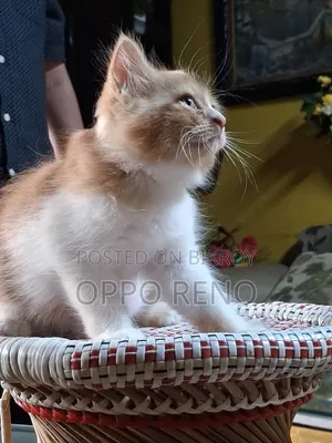 1+ year Male Mixed Breed Persian