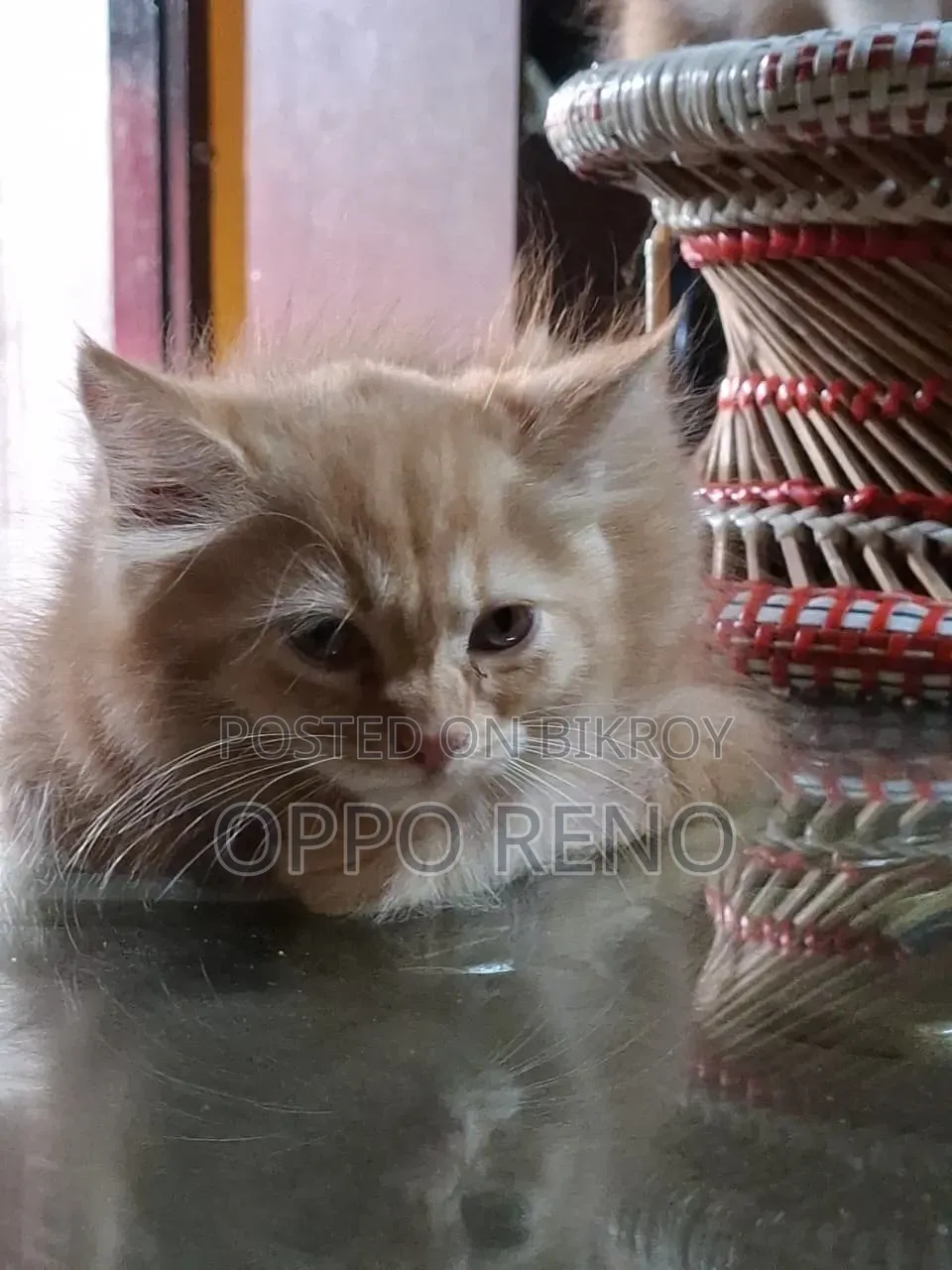 1+ year Male Mixed Breed Persian