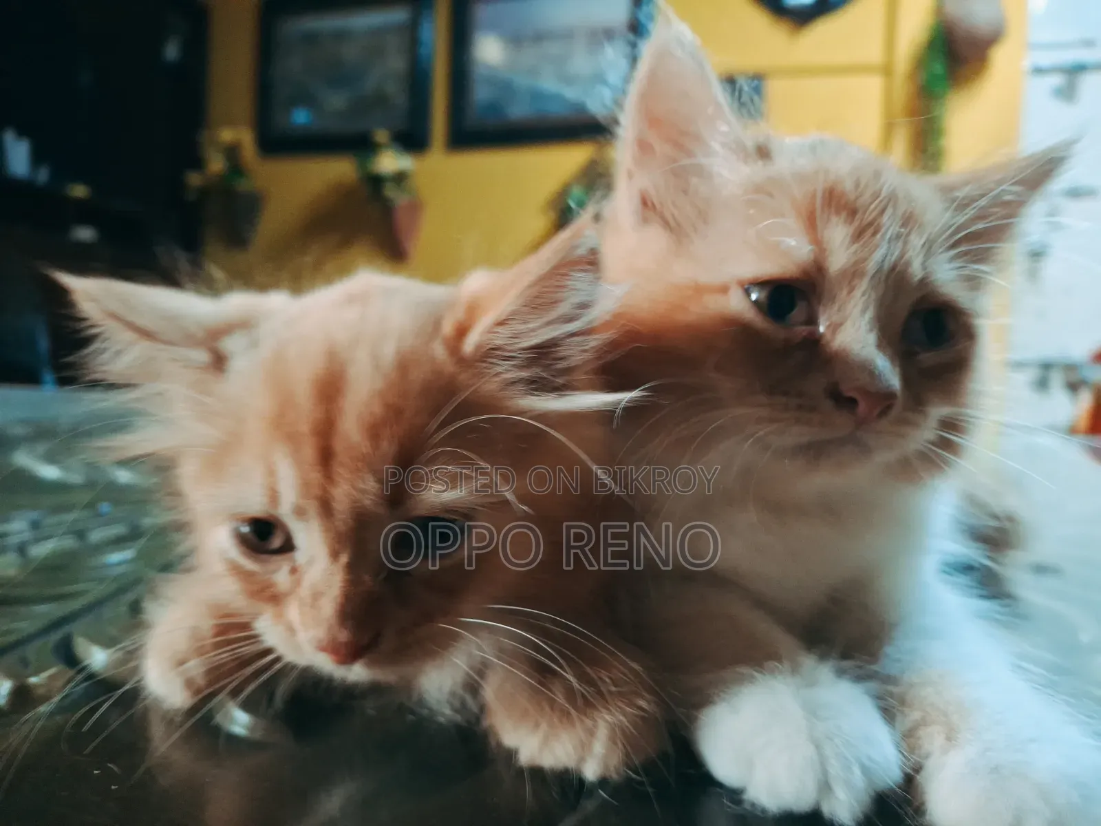 1+ year Male Mixed Breed Persian