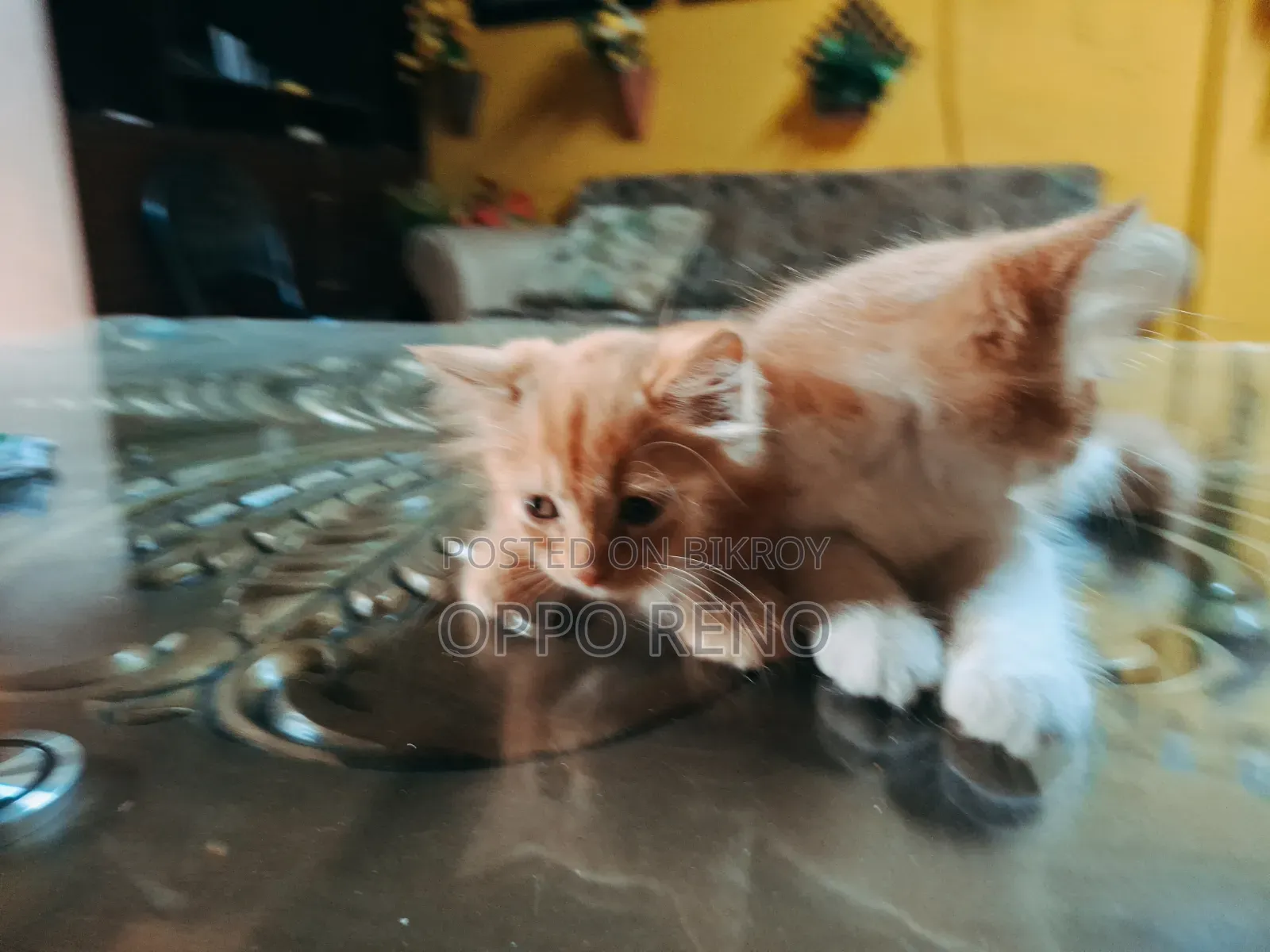 1+ year Male Mixed Breed Persian