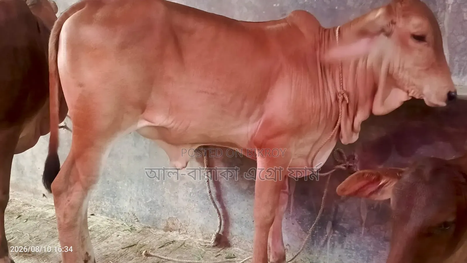 8 Sahiwal Cross Heifer Calves for Sale