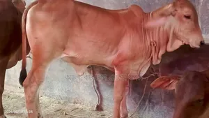 শাহীওয়াল ক্রস বকনা বাছুর ৮ পিচ বিক্রি হয়