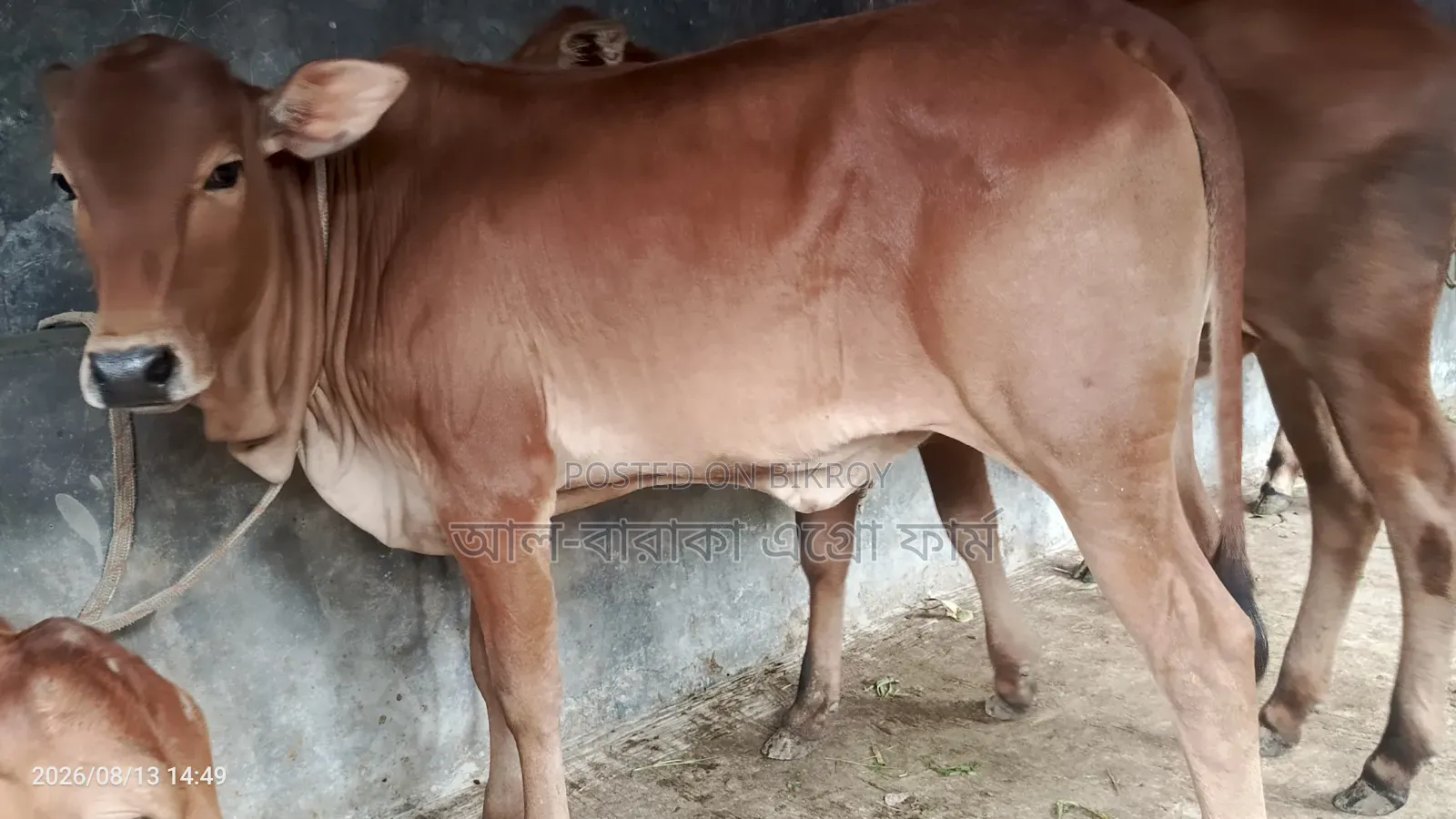 8 Sahiwal Cross Heifer Calves for Sale