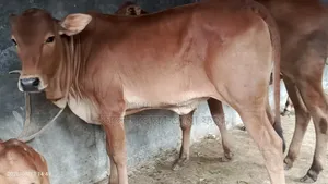শাহীওয়াল ক্রস বকনা বাছুর ৮ পিচ বিক্রি হয়