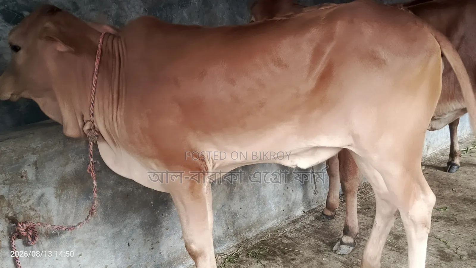 8 Sahiwal Cross Heifer Calves for Sale