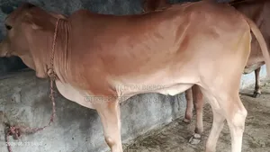 8 Sahiwal Cross Heifer Calves for Sale