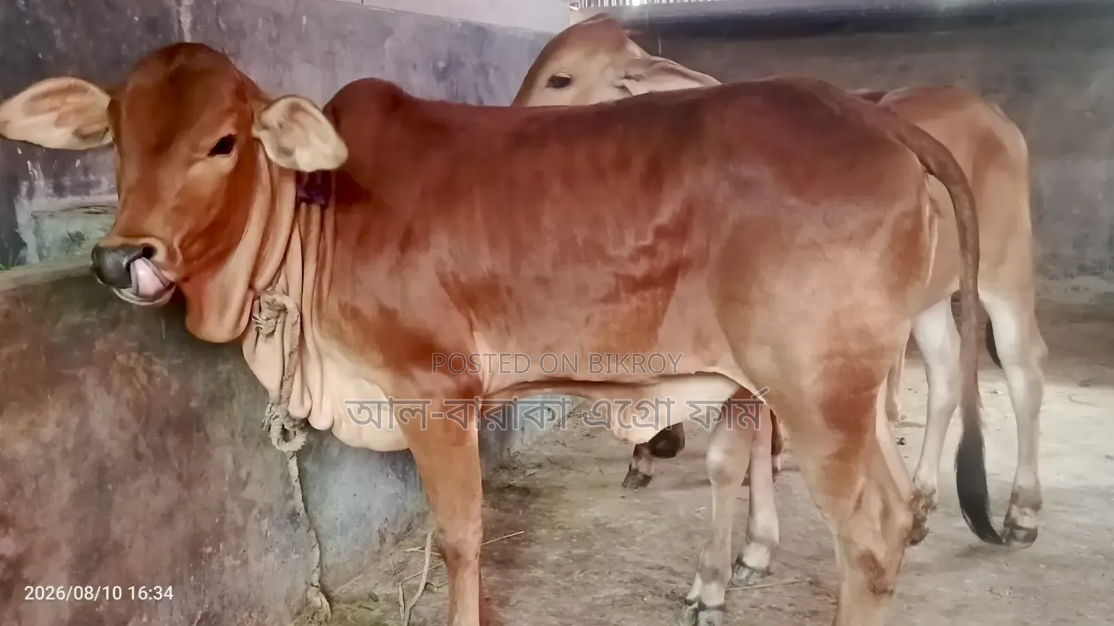 8 Sahiwal Cross Heifer Calves for Sale