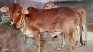 8 Sahiwal Cross Heifer Calves for Sale