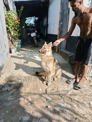 ৩-৬ মাসের নর পিউরব্রেড জার্মান শেফার্ড
