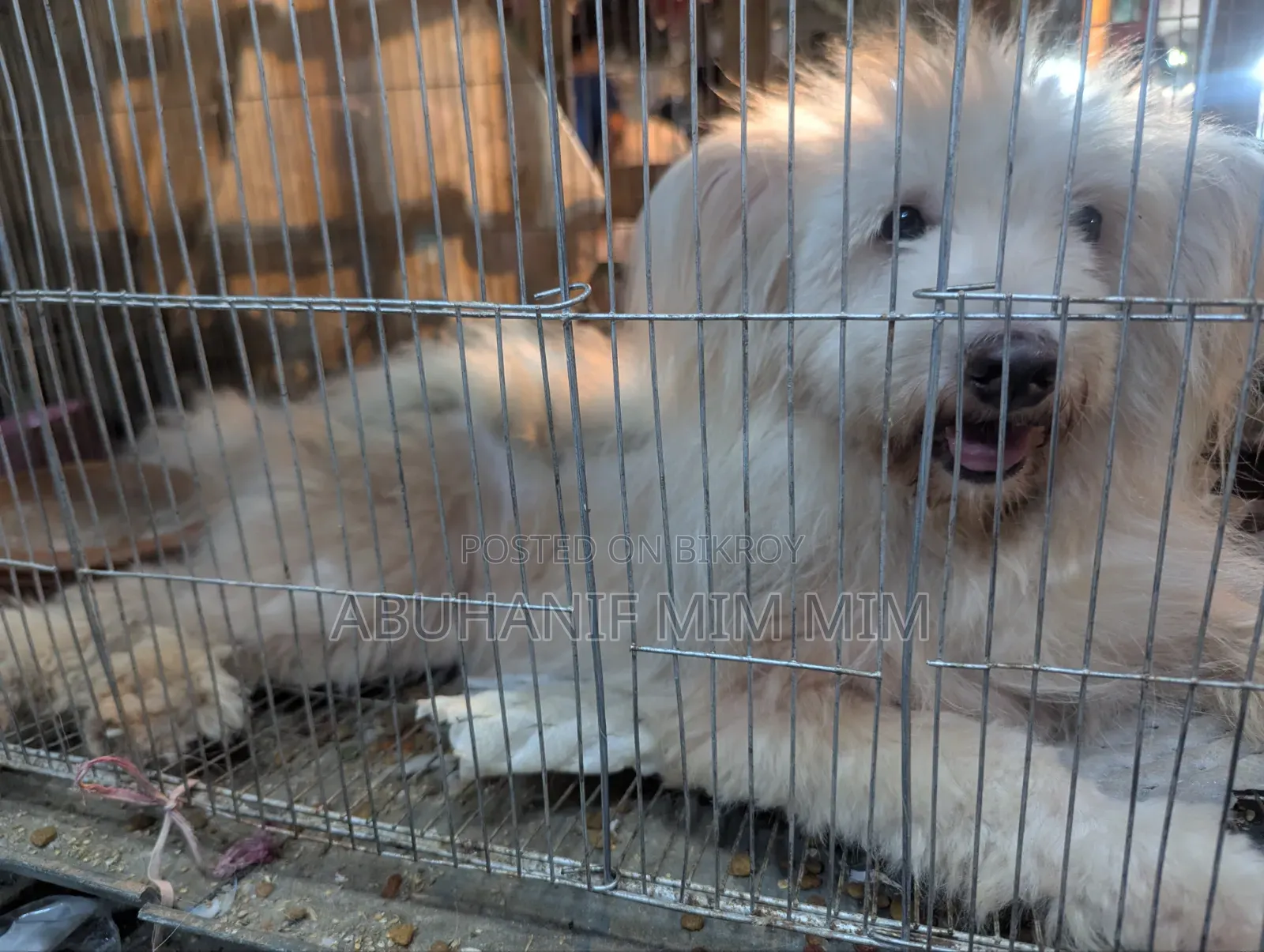 1+ year Female Purebred Lhasa Apso