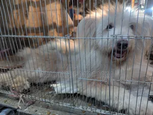 1+ year Female Purebred Lhasa Apso